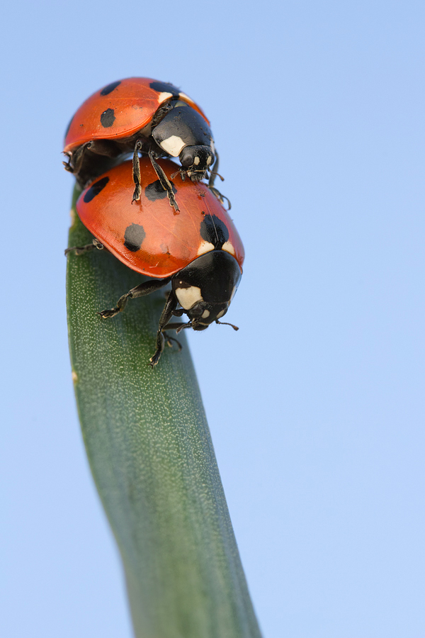 Mating Ladybirds 2